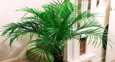 Popis datlové odrůdy robelini, výsadba a péče